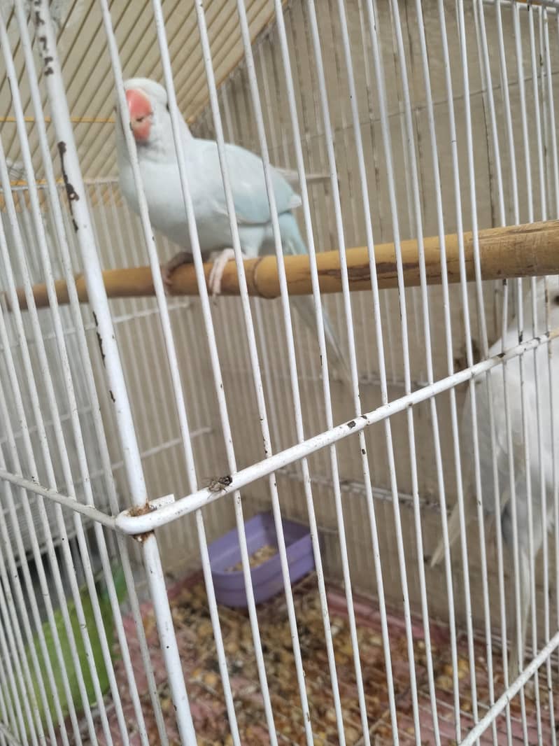 parrots 1