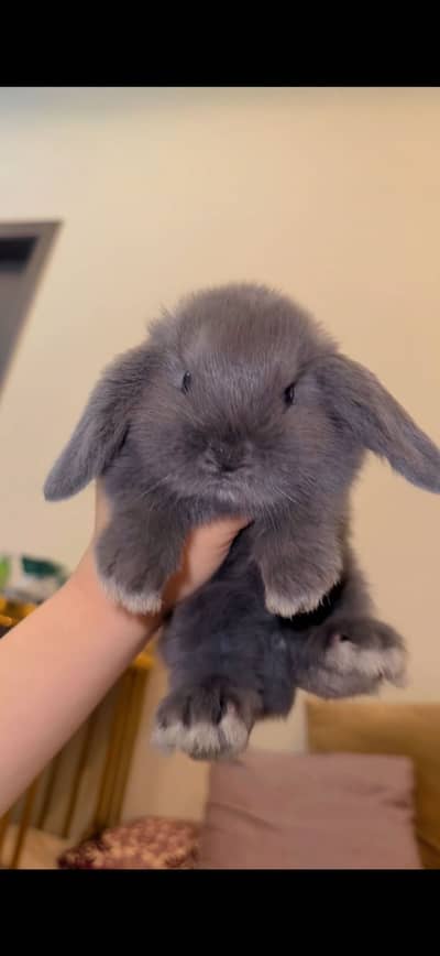 Holland Lop Bunny