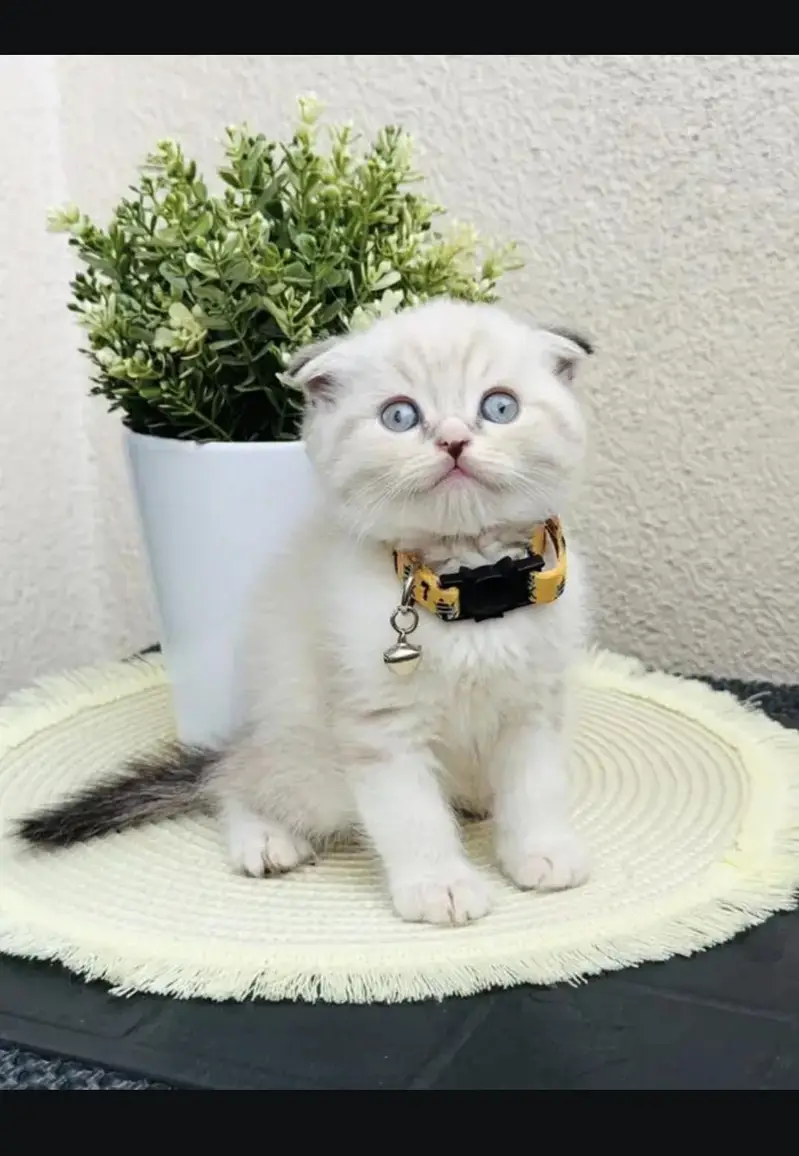 Scottish fold kittin for sell. 0313 4935014 — photo 2