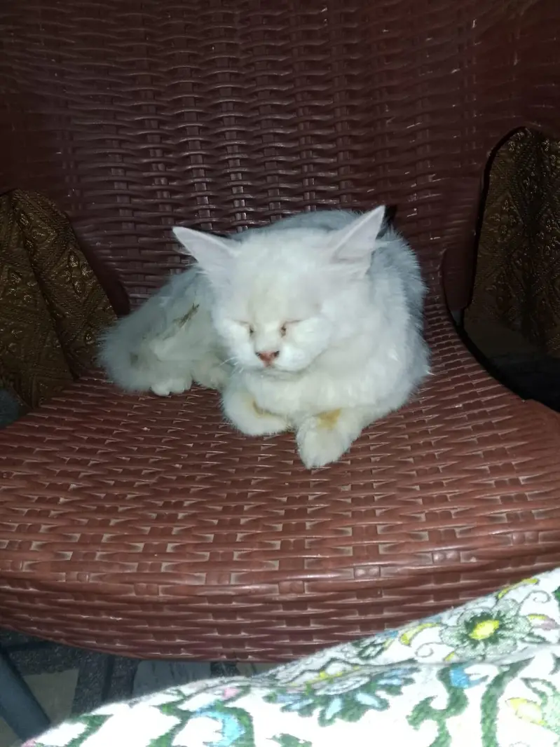 1234t6 — photo 3
