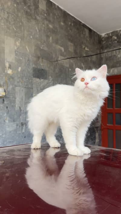 Odd Eyes Persian cat