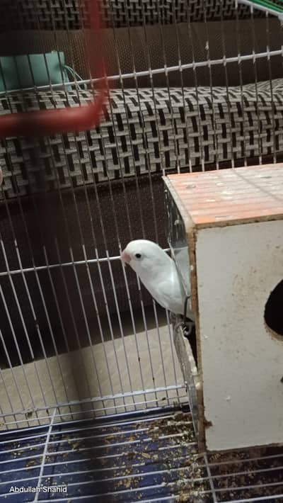 Lovebirds parrots Pair