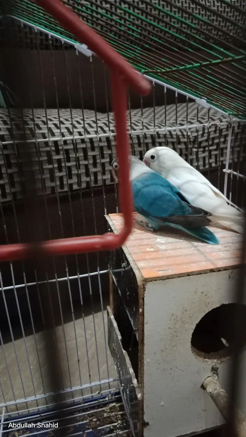 Lovebirds parrots Pair — photo 2