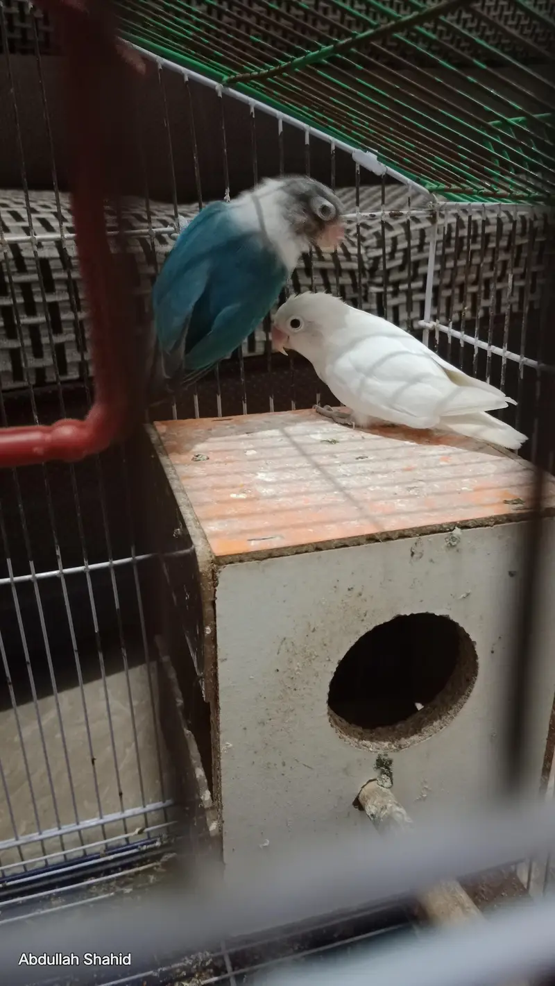 Lovebirds parrots Pair — photo 3