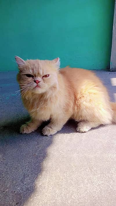 Cute and smart