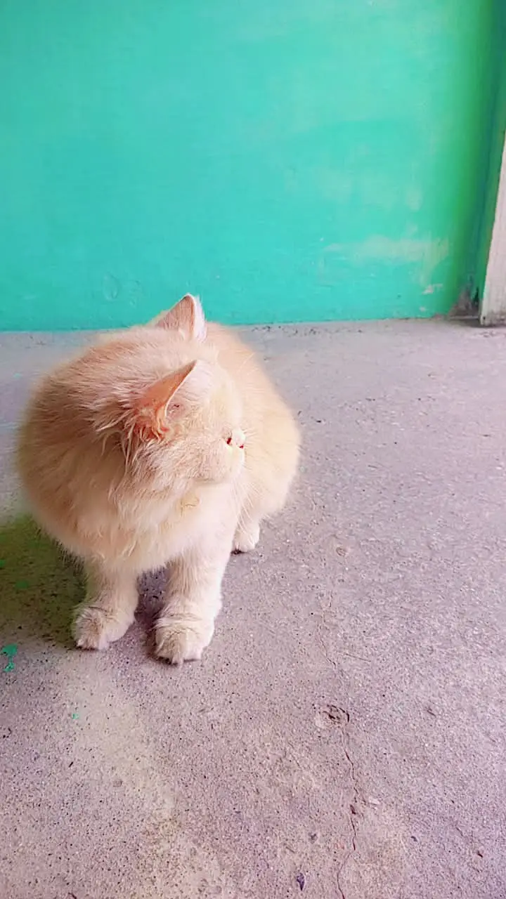 Cute and smart — photo 2