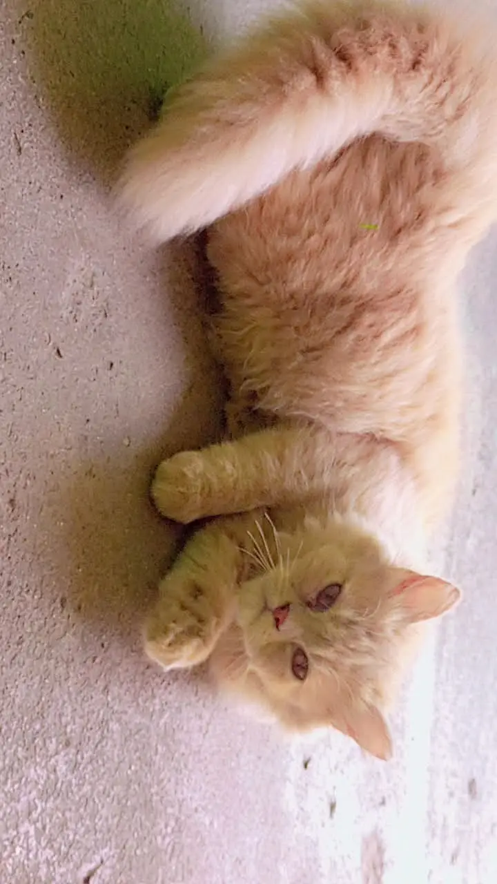 Cute and smart — photo 3