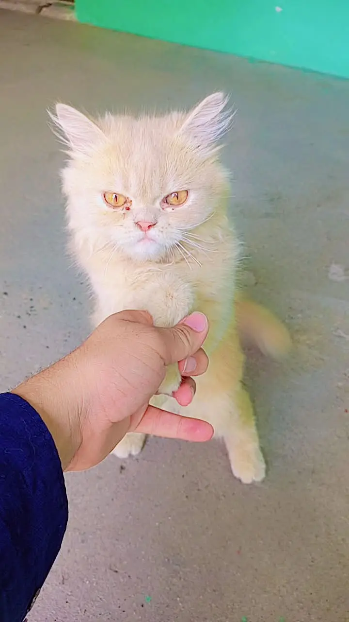 Cute and smart — photo 4