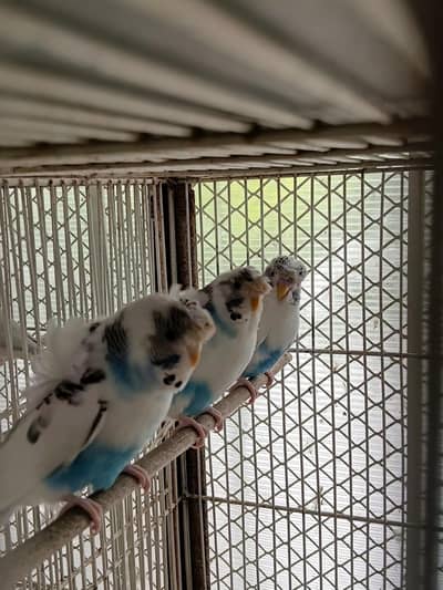 hogoromo budgies