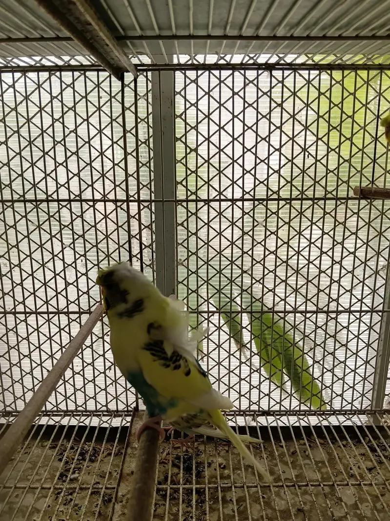 hogoromo budgies — photo 2