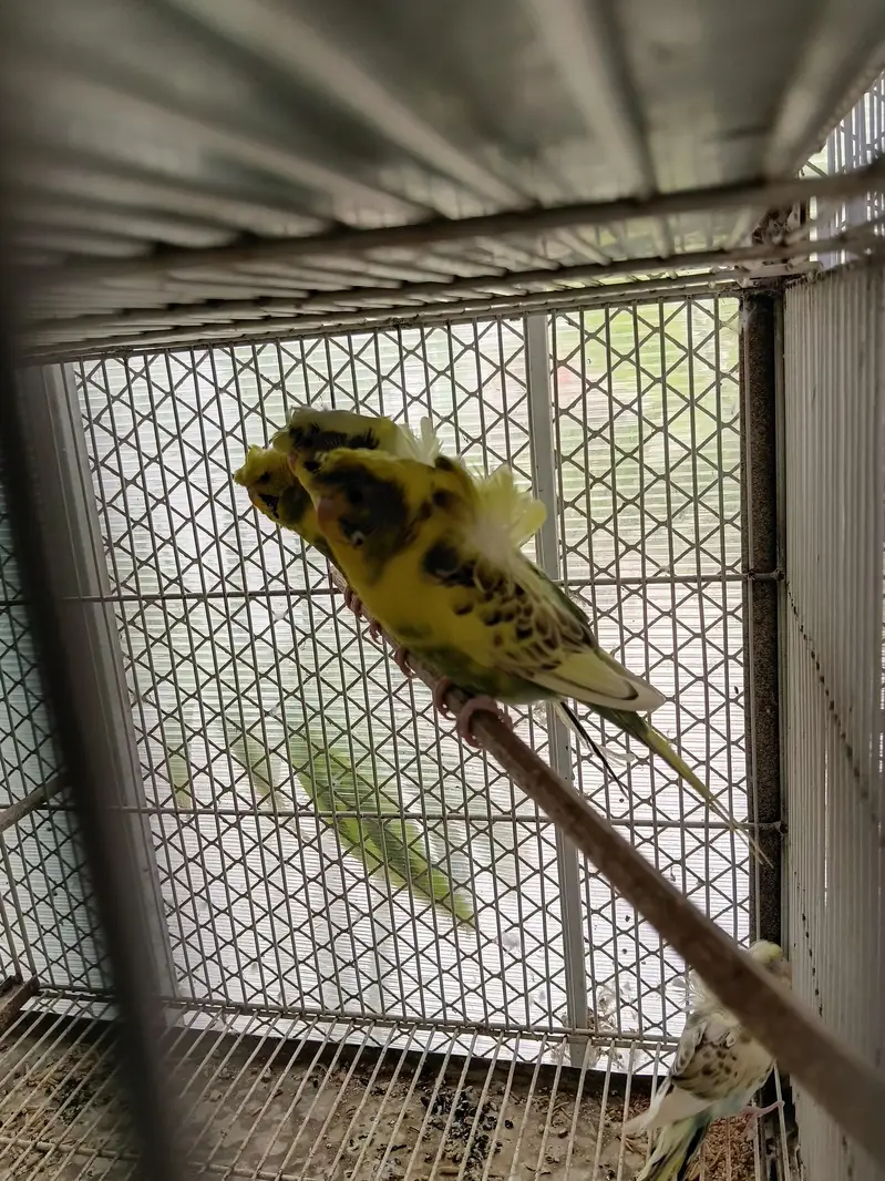 hogoromo budgies — photo 3
