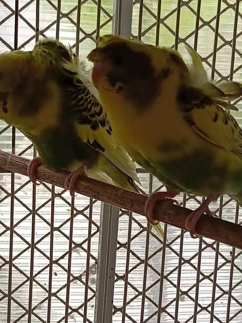 hogoromo budgies — photo 4