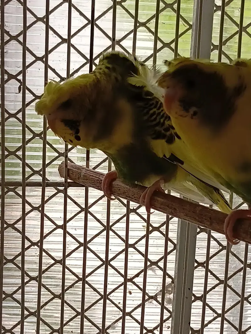 hogoromo budgies — photo 5