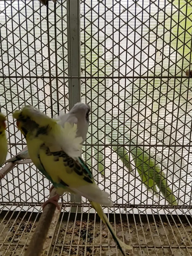 hogoromo budgies — photo 6