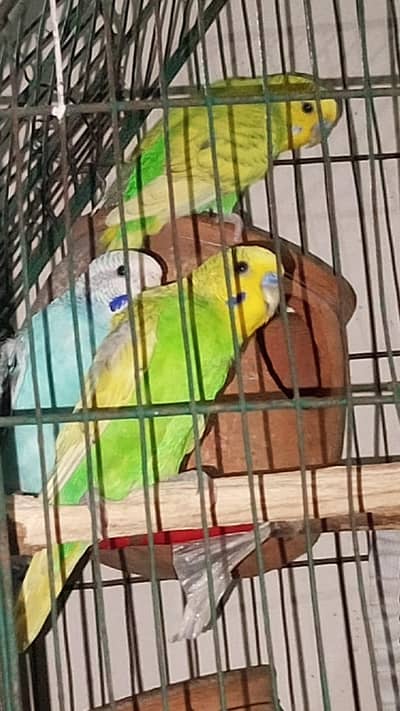 1 pair + 1 baby with cage