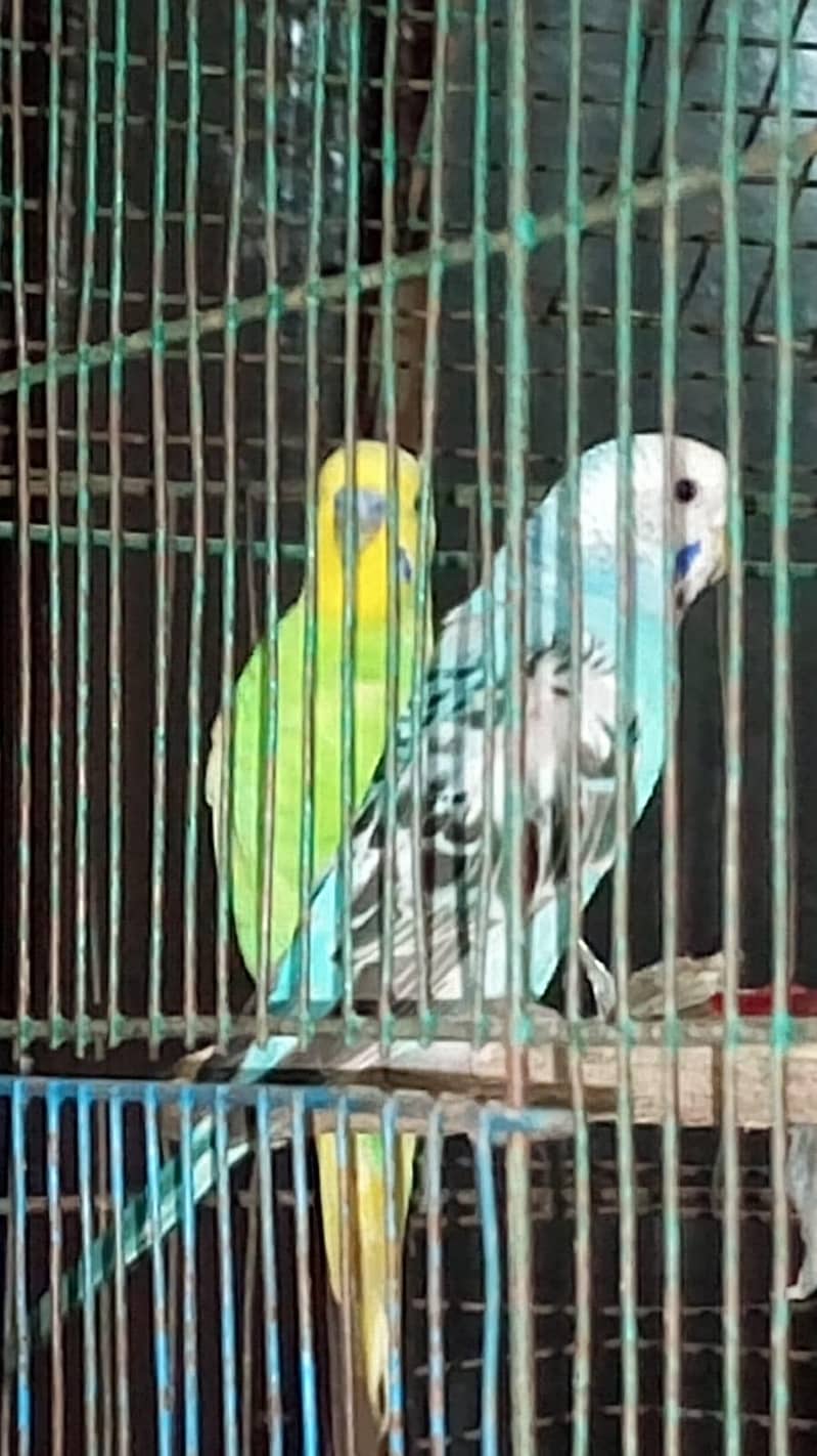 2 pair + cage 1