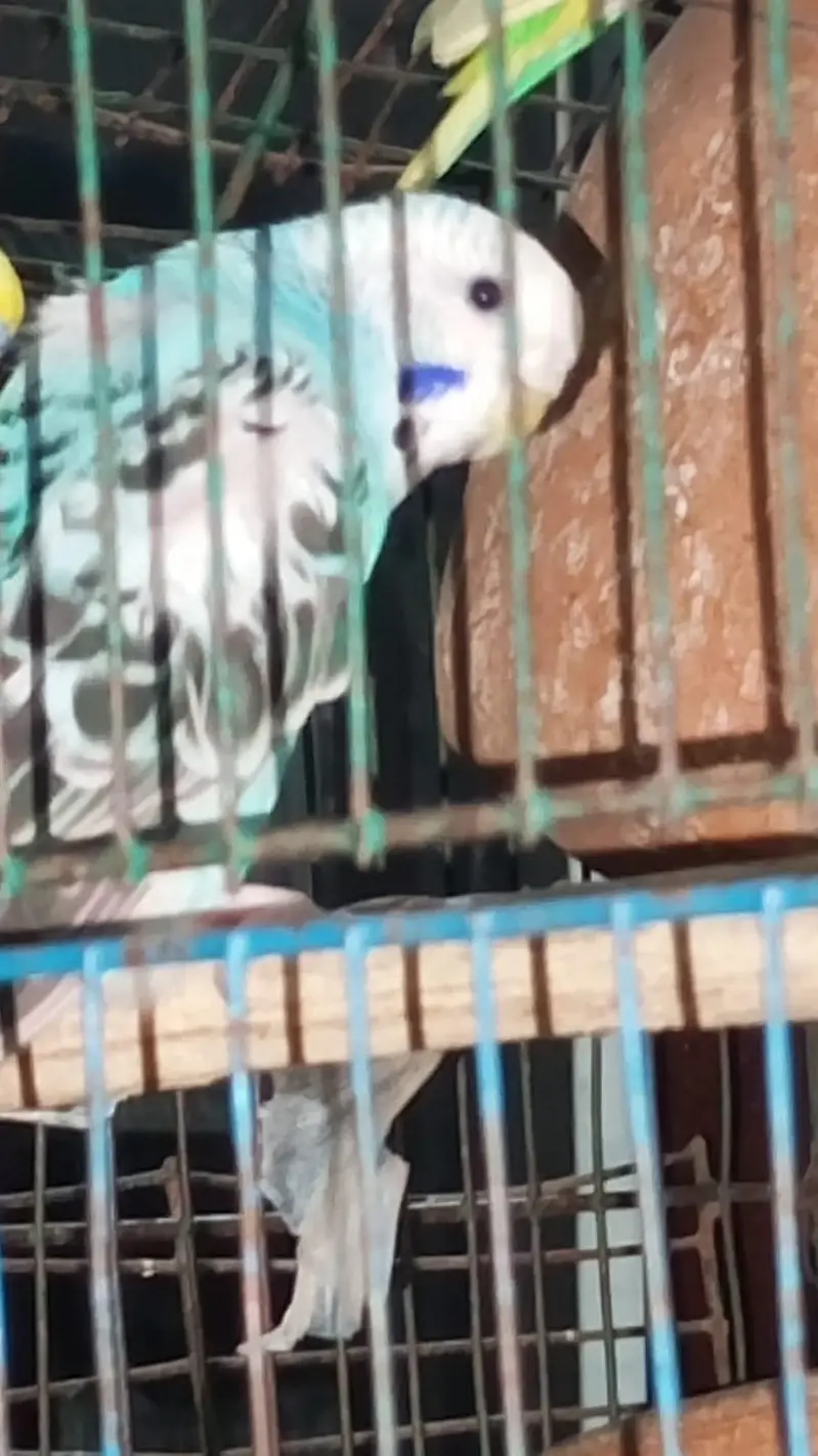 1 pair + 1 baby with cage — photo 3