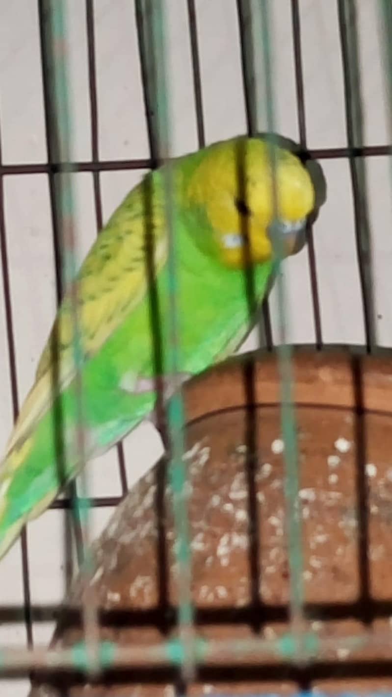 2 pair + cage 4