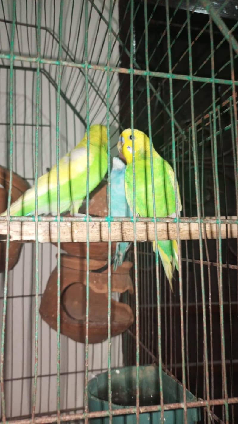 2 pair + cage 5