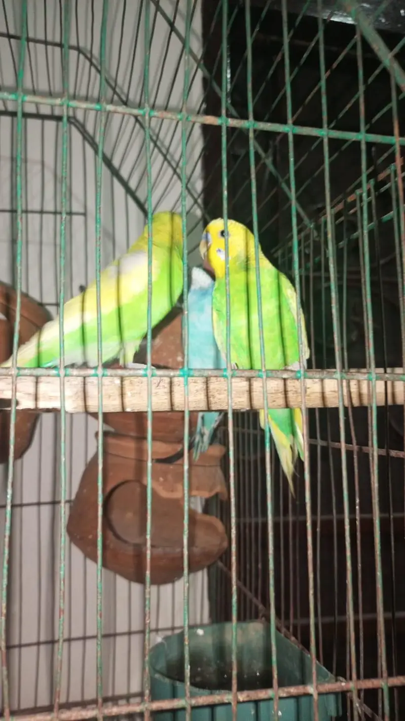1 pair + 1 baby with cage — photo 6