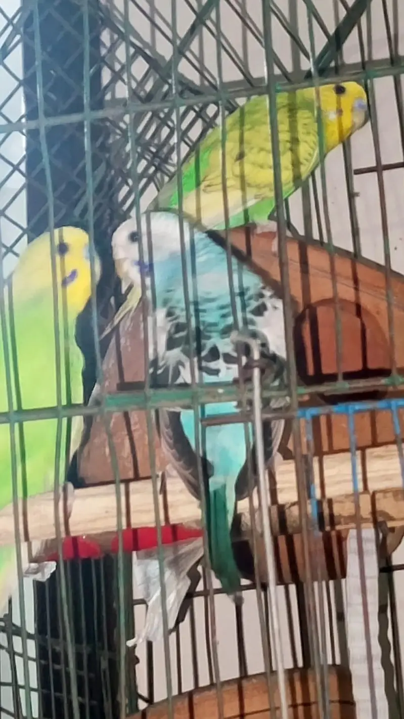 1 pair + 1 baby with cage — photo 7