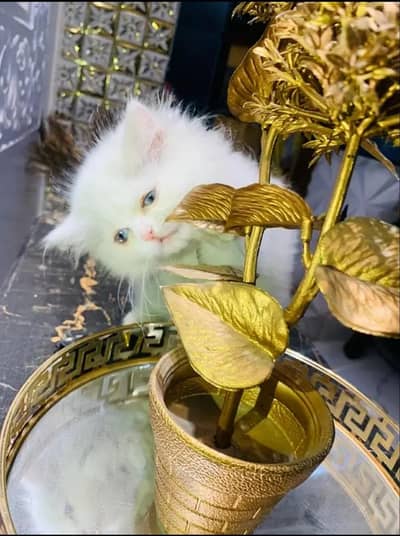 blue eye 3 coat letter train kittin playful