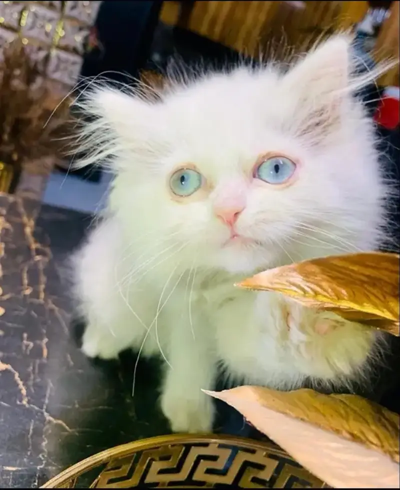 blue eye 3 coat letter train kittin playful — photo 2