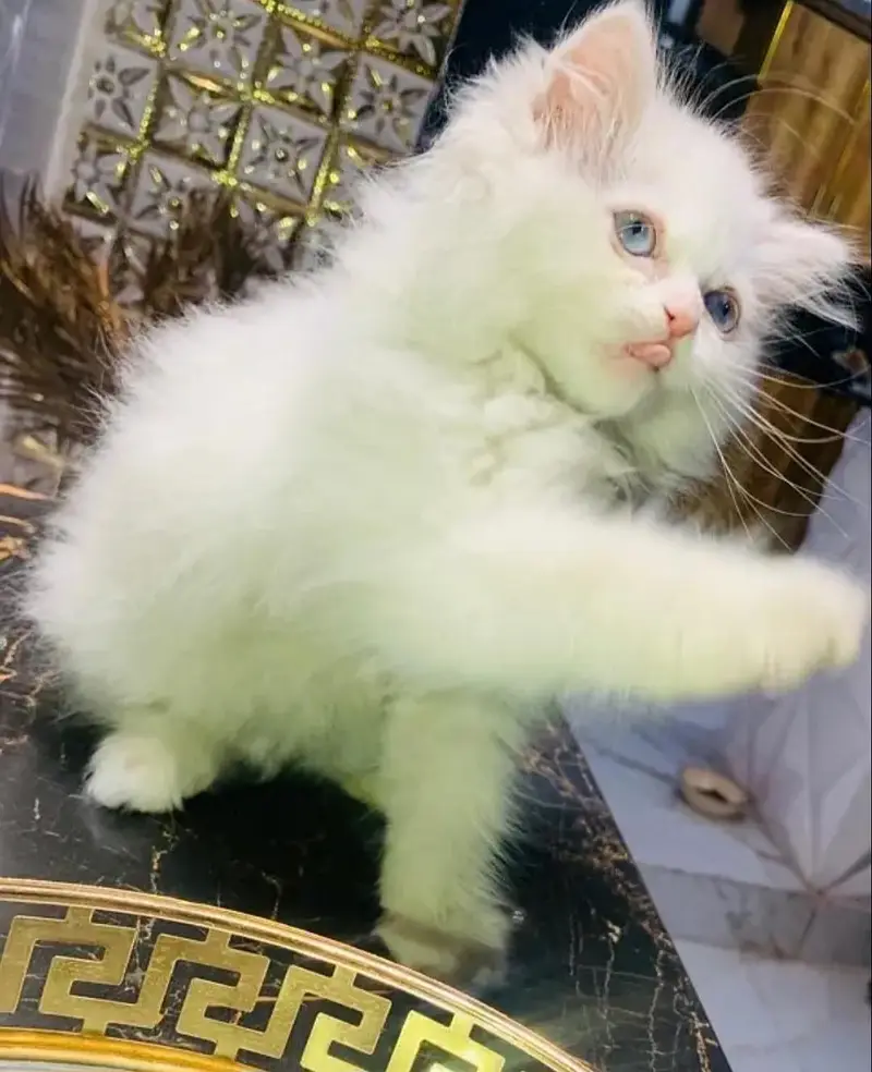 blue eye 3 coat letter train kittin playful — photo 3