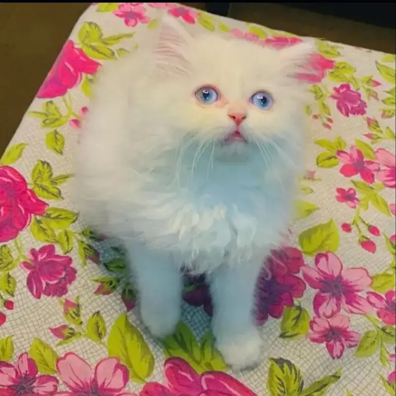 blue eye 3 coat letter train kittin playful — photo 4