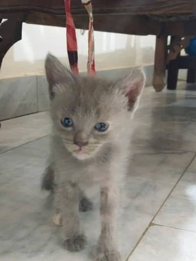 Persian kittens