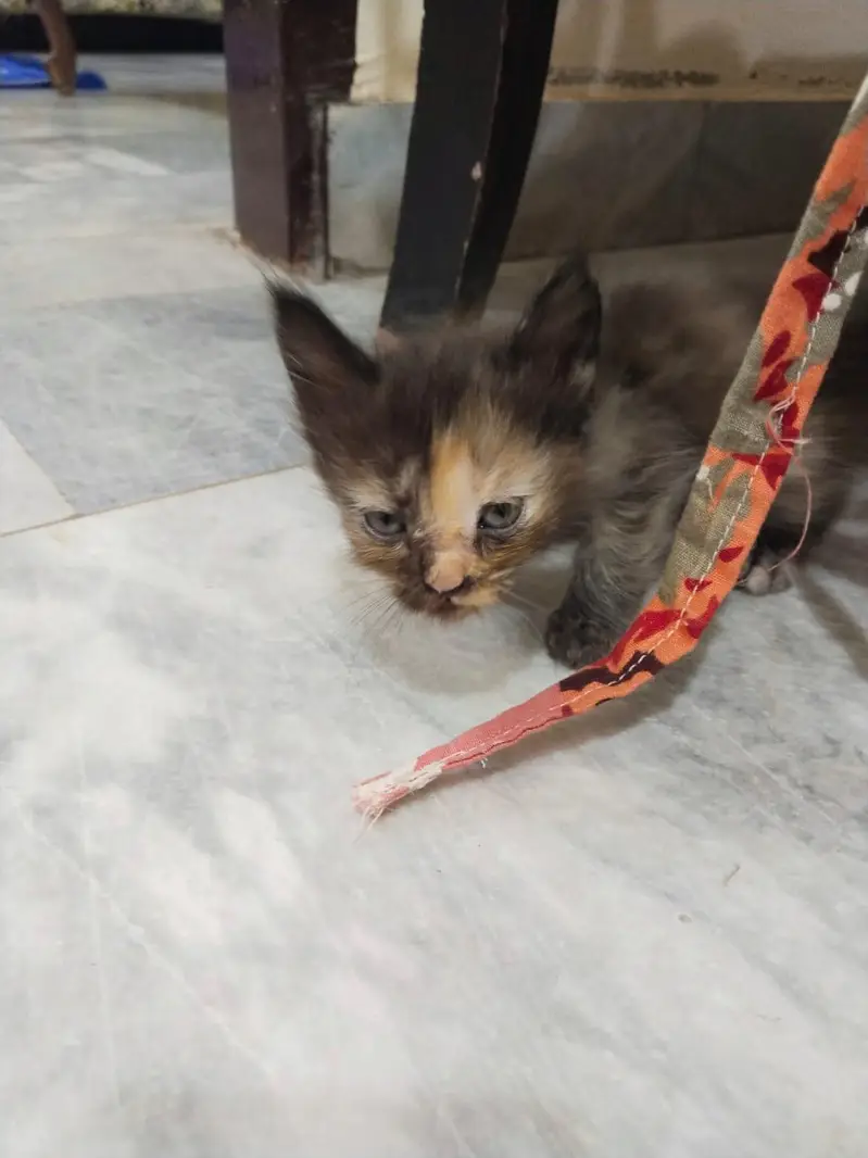Persian kittens — photo 2