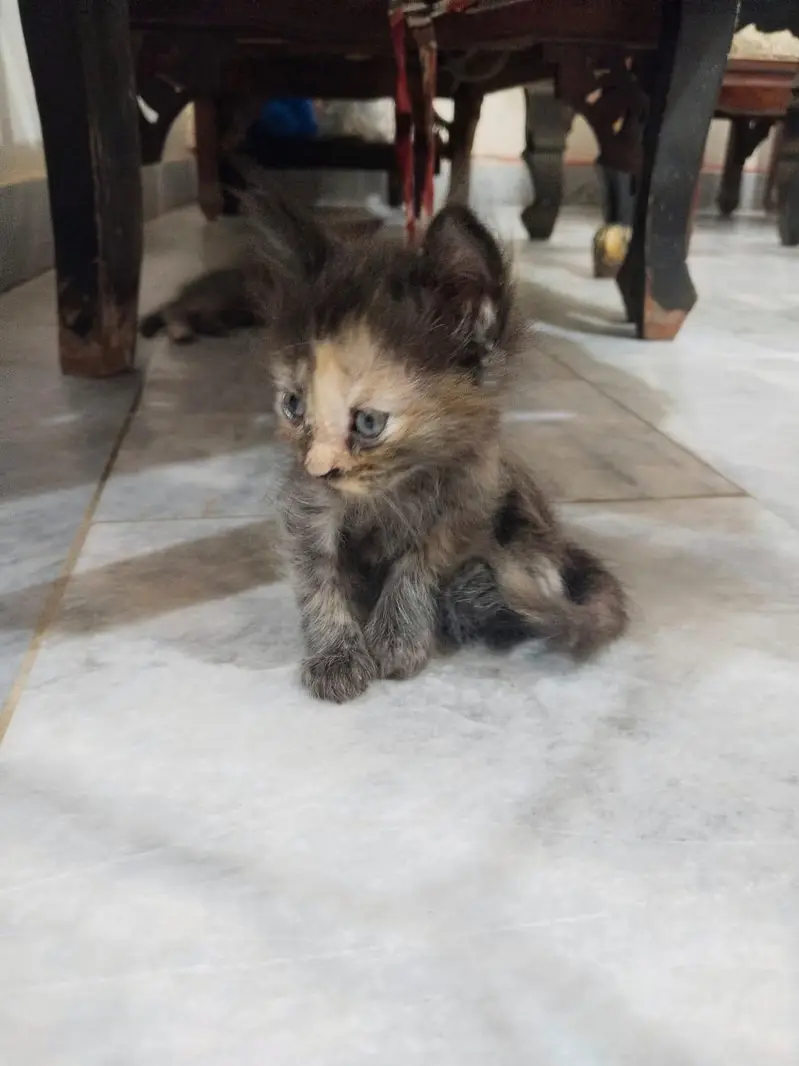 Persian kittens — photo 3