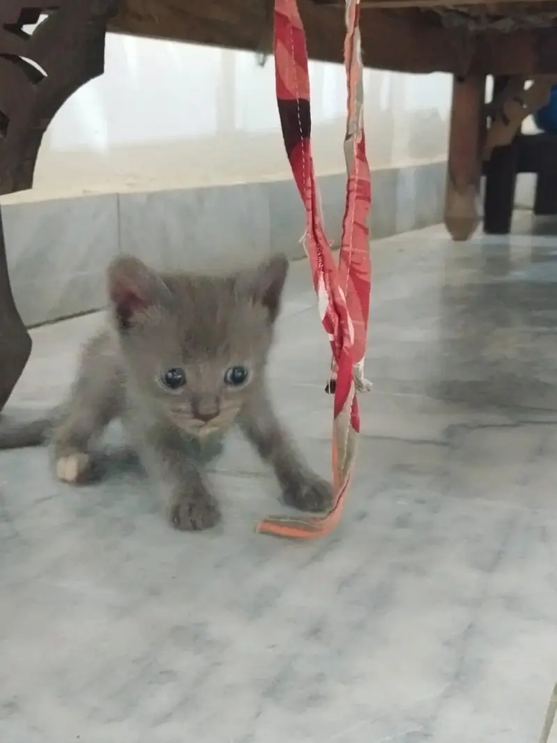 Persian kittens — photo 4