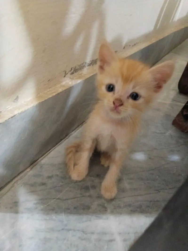 Persian kittens — photo 5