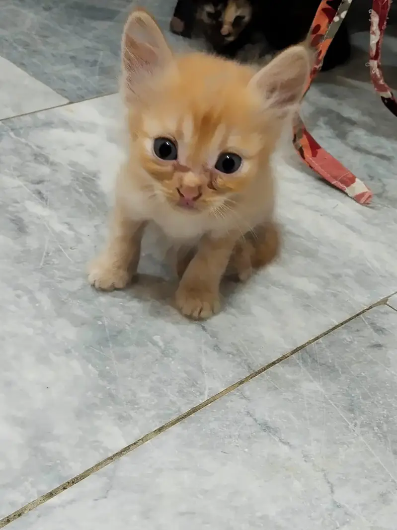 Persian kittens — photo 6
