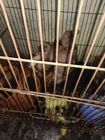duks pair sale
