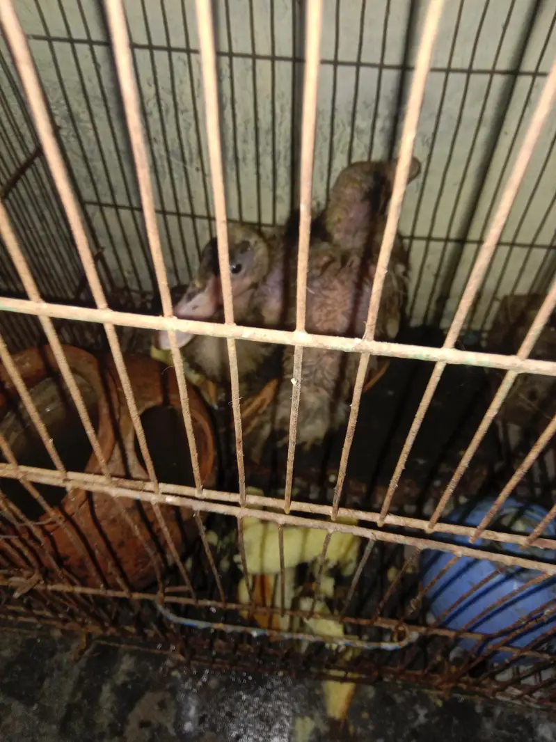 duks pair sale