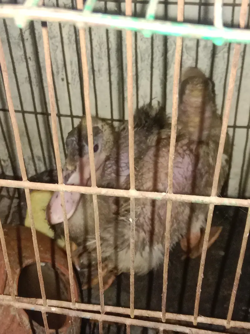 duks pair sale — photo 2