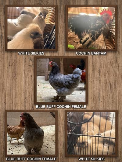 Selling 2 Egg laying Blue Buff Cochins Silkies Bantam