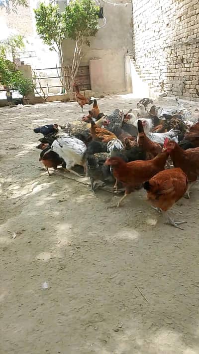 mistri desi mix murge