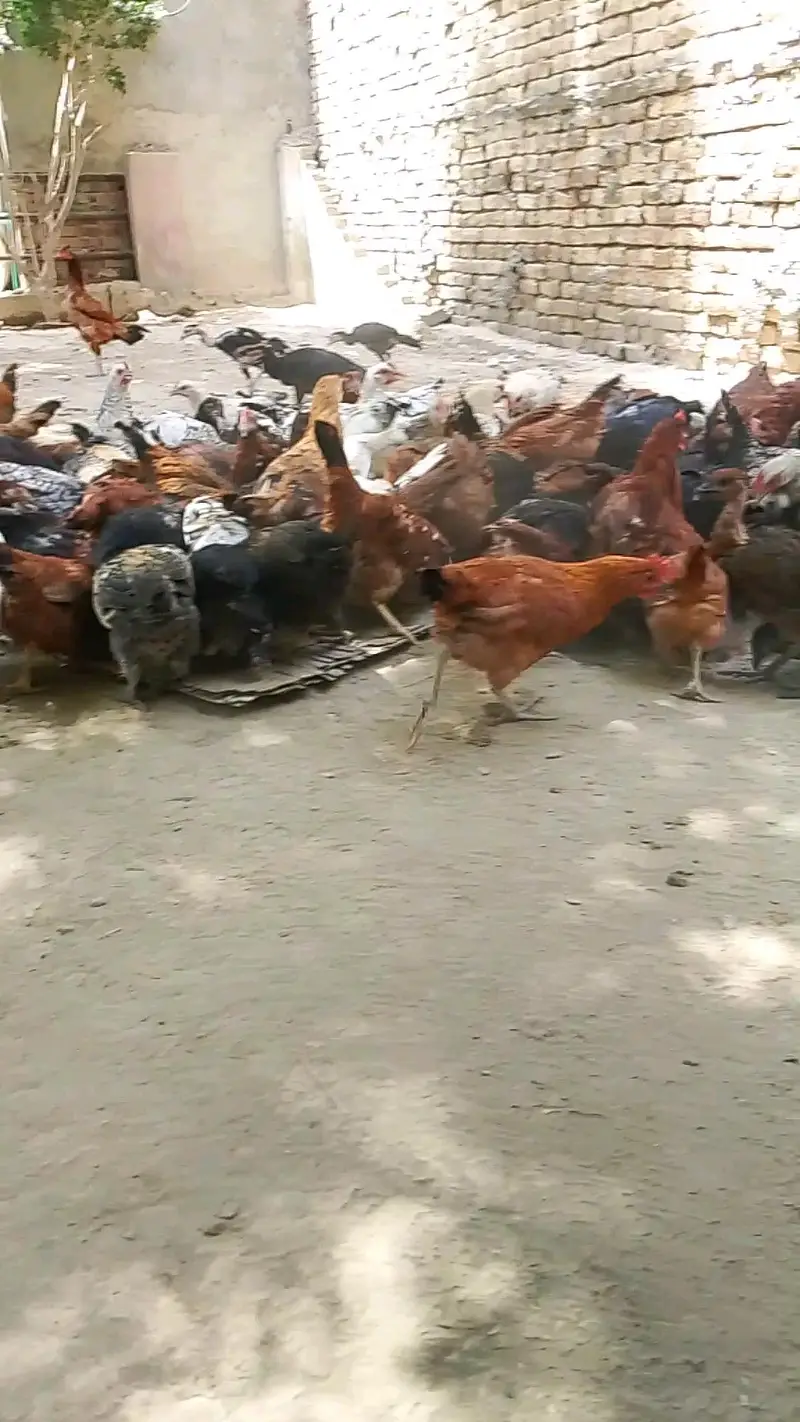 mistri desi mix murge — photo 2