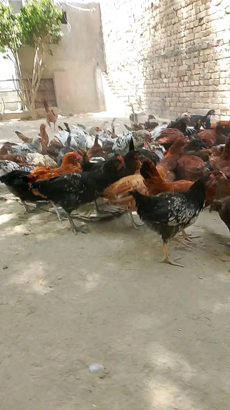 mistri desi mix murge — photo 3