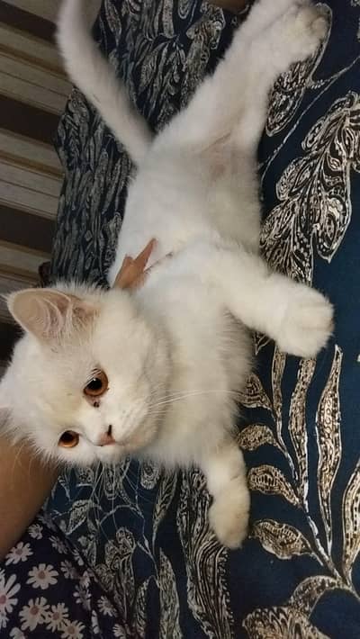Persian kittens | triple coat kittens | kittens for sale