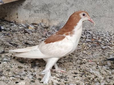 sherazi pigeon for sale 100% theek ha koy bemary nahi ha