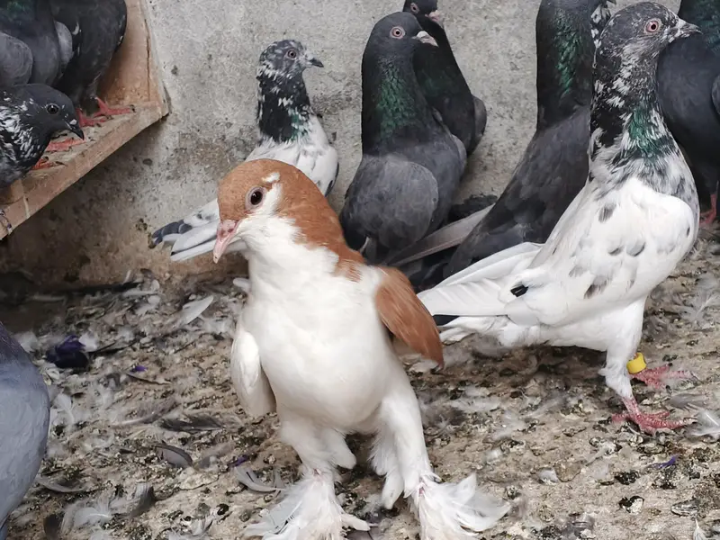 sherazi pigeon for sale 100% theek ha koy bemary nahi ha — photo 2