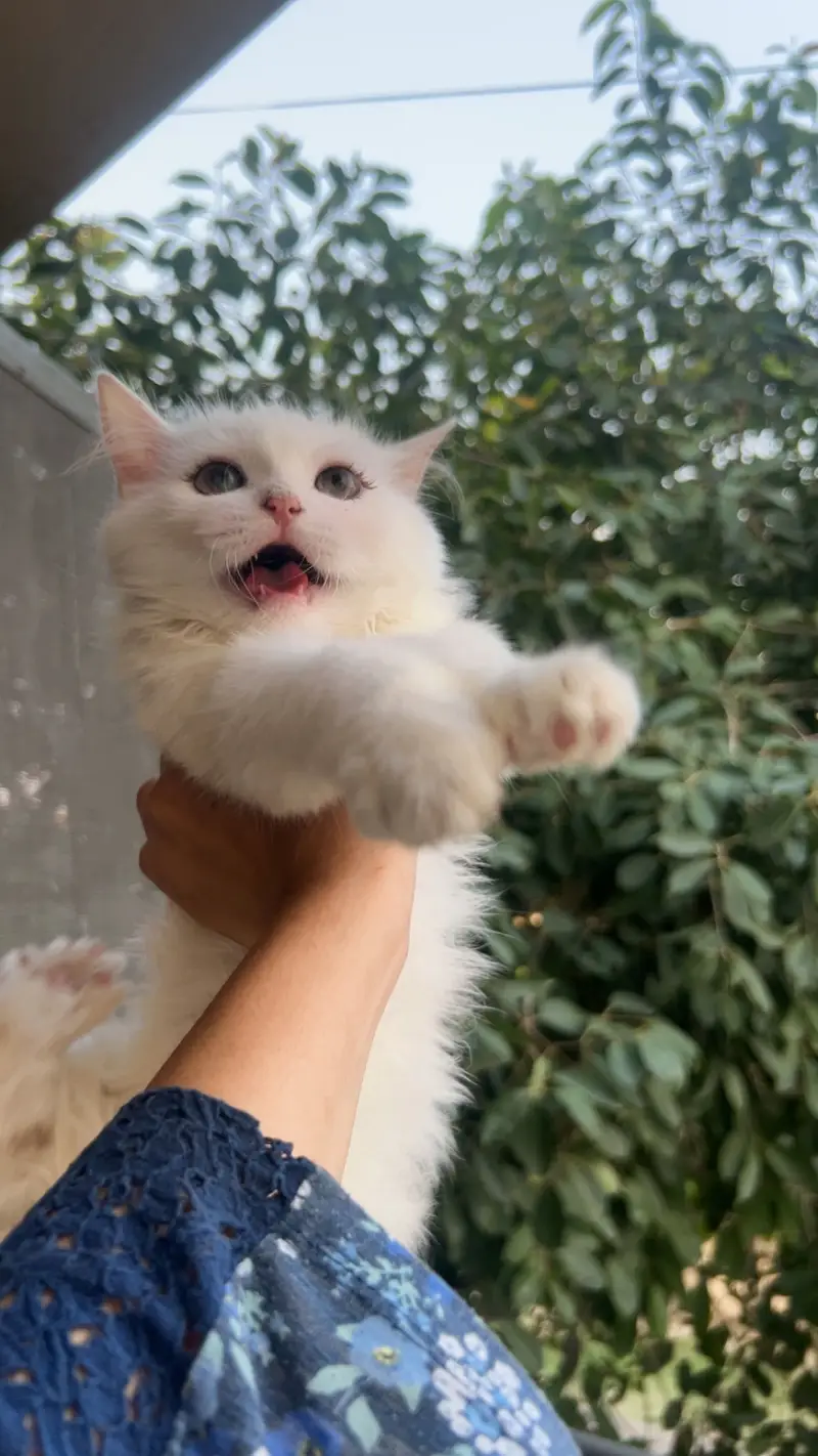 3 Months Old White Female Kitten for Sale — photo 2