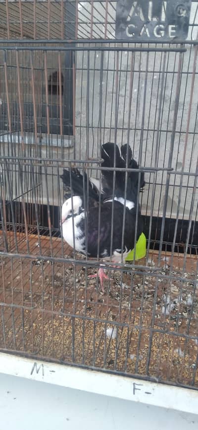 lyky pigeon