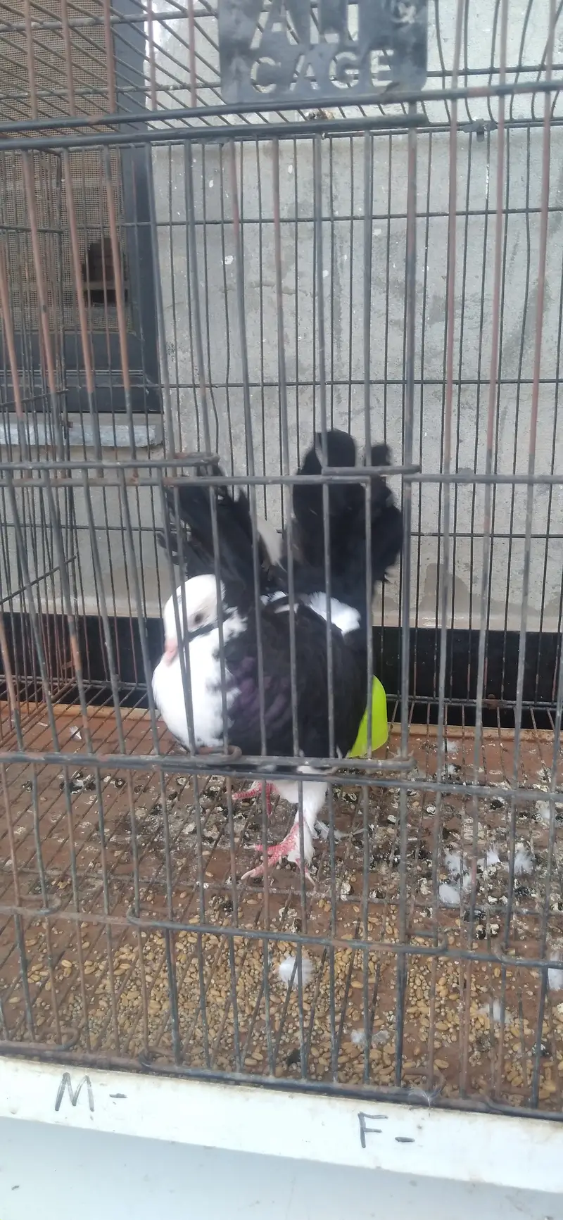 lyky pigeon — photo 2