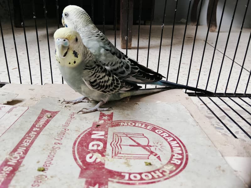 BUDGIES 1