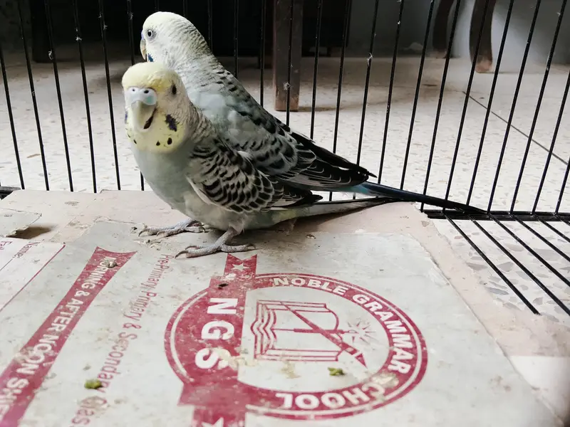 BUDGIES — photo 2